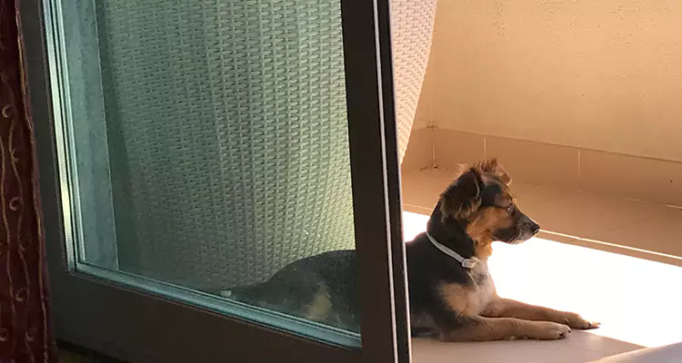 French Door Pet Screen Repair in Lake Magdalene, FL